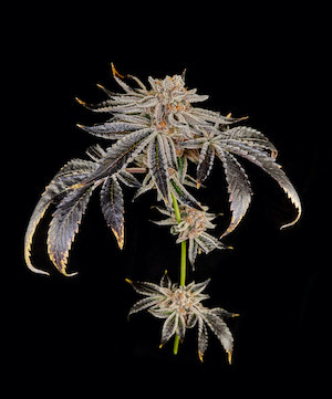 dosi dos cannabis flower