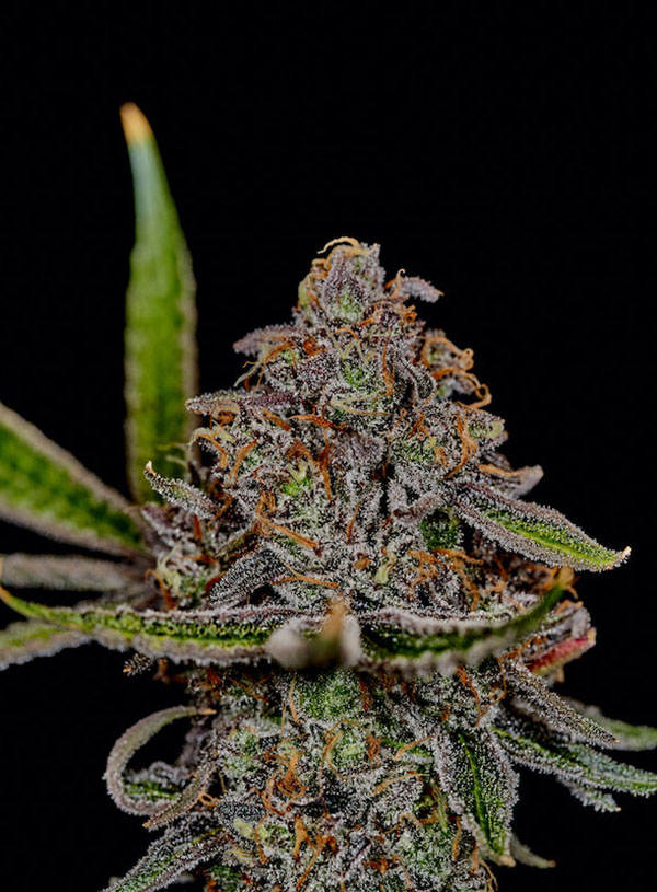 mint chocolate chip cannabis flower