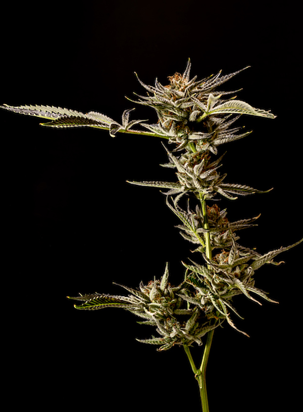 GMO Cookies Cannabis flower