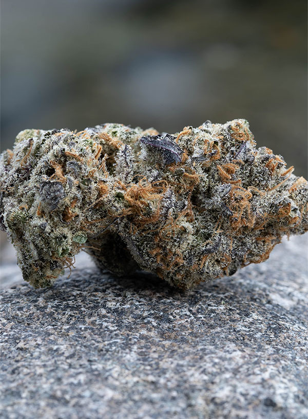 citreon cookies cannabis flower