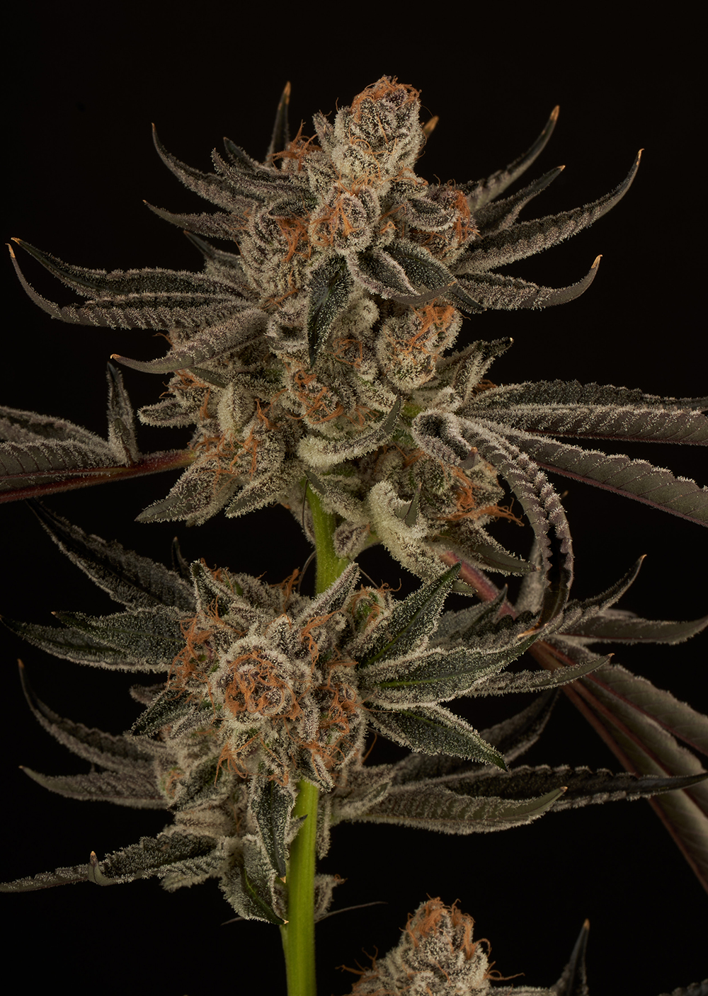 citreon cookies cannabis flower